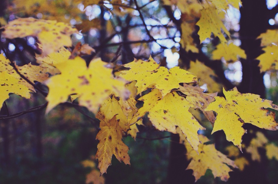 leaves,fall