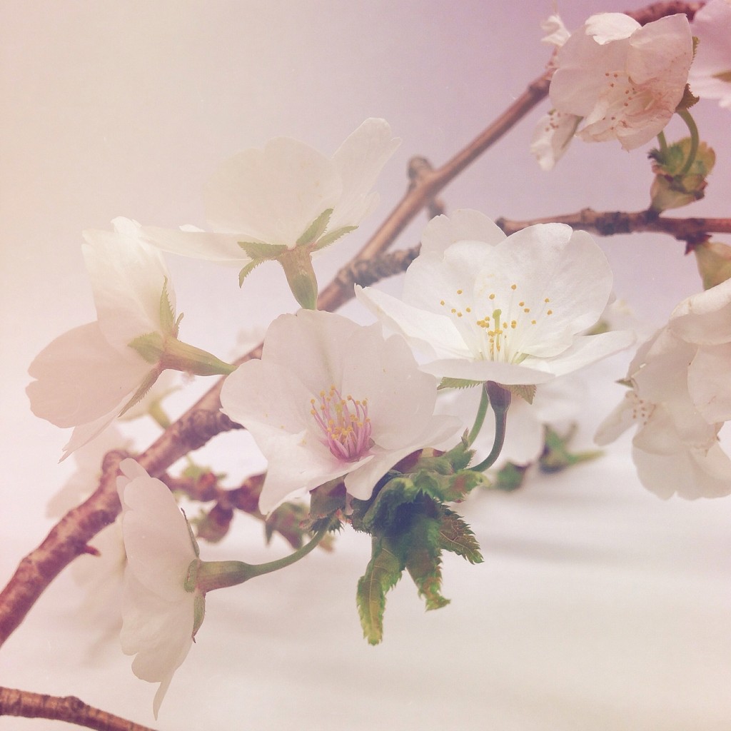 Cherry blossom macro portraits with olloclip and a makeshift desktop studio