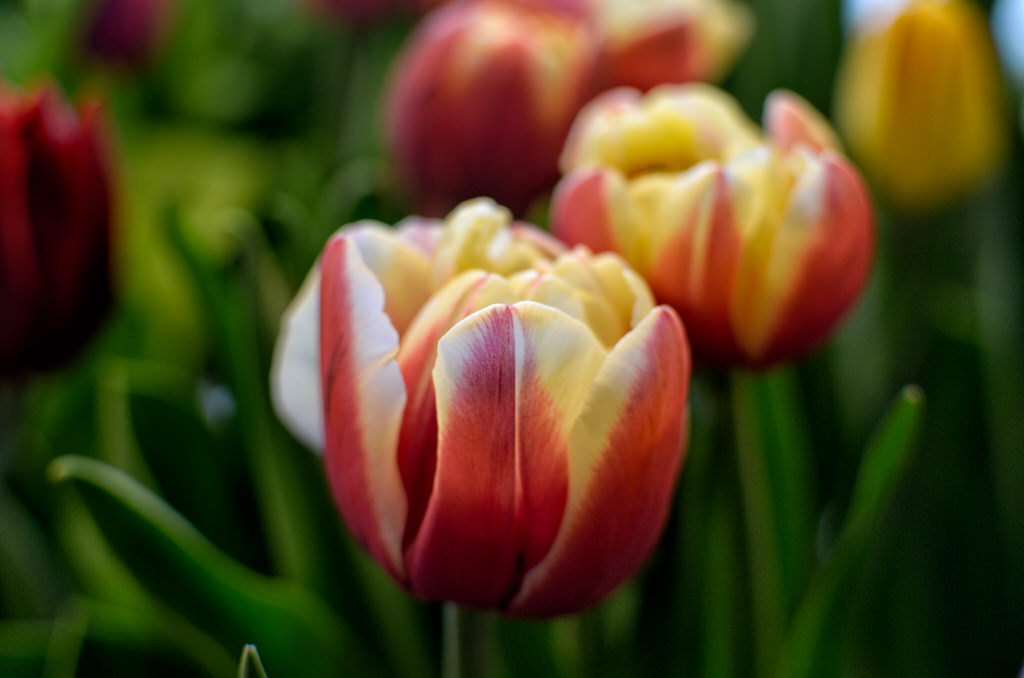 Tulips at the Trenton Farmers Market