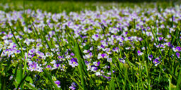 purple, image, spring, flowers, grass