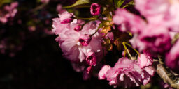 image, spring, flowers, blossoms, pink