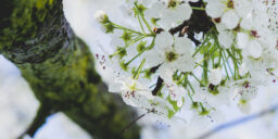 image, spring, white, flowers, blossoms, tree, branch, creative commons