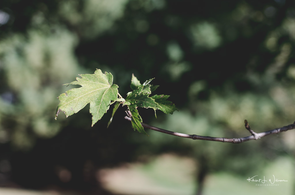 Summer, Leaf, Oak