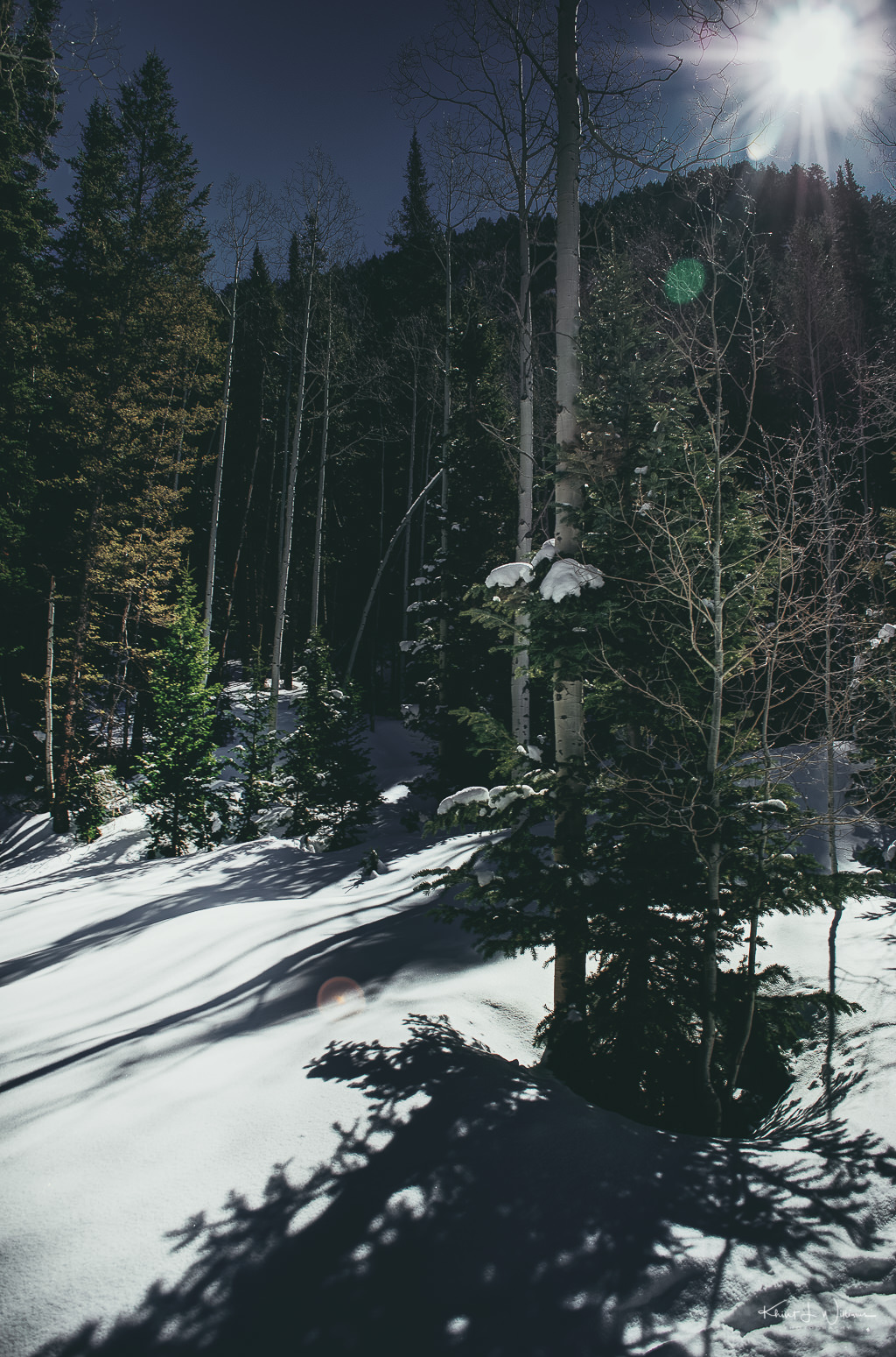 snow, trees, pine,