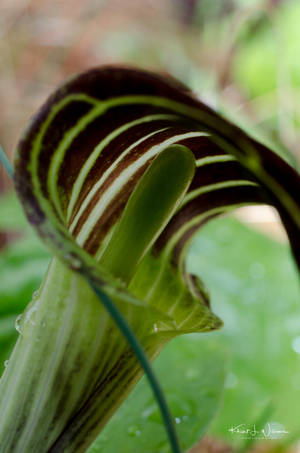 jack in the pulpit, spring, sourland mountain