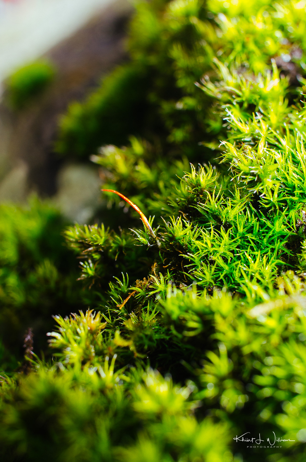 lichen, spring, sourland mountain