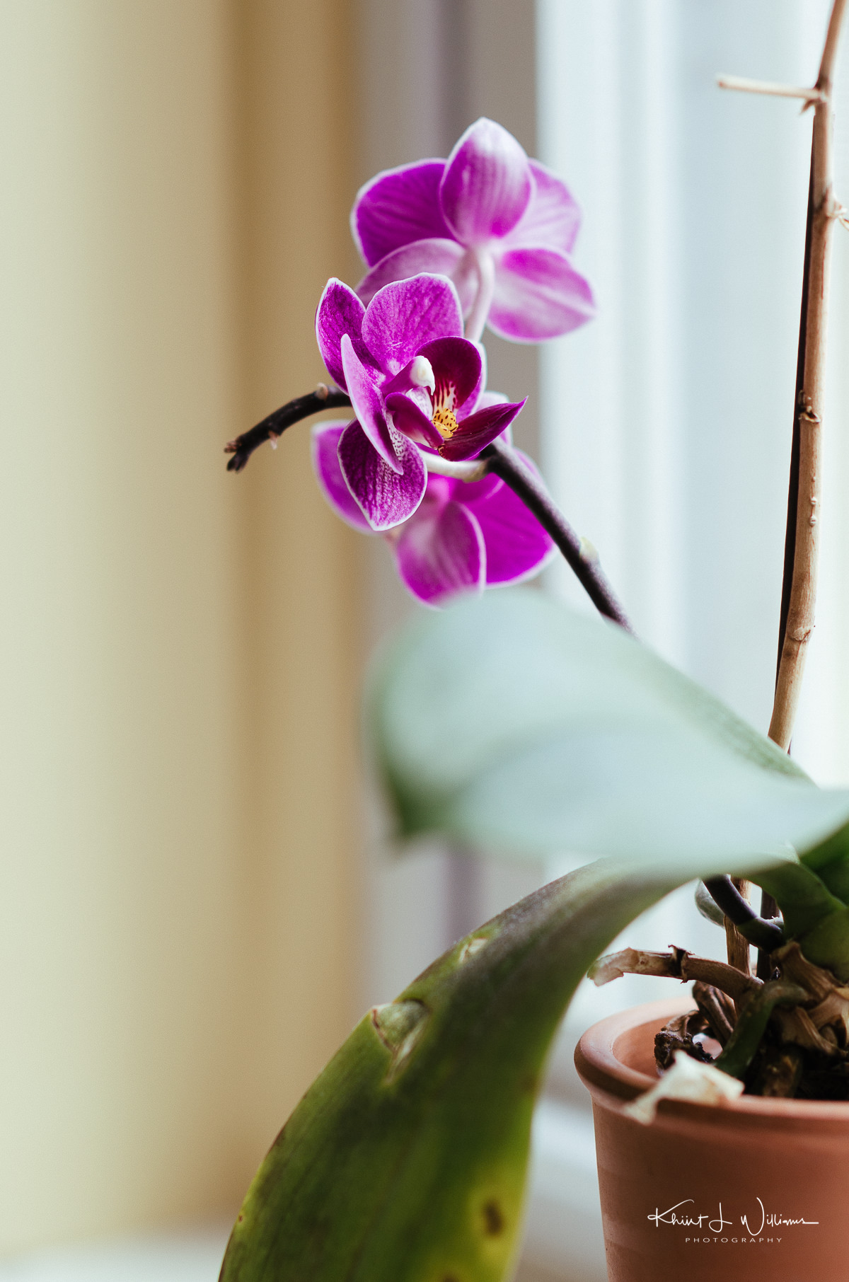 bloom, orchid, flower