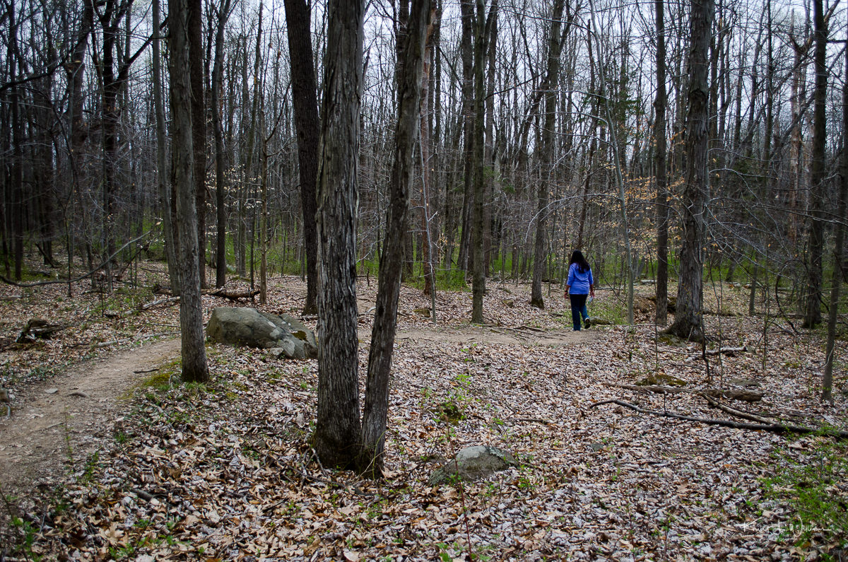 trail, water, sourland mountain, trees, woods, woman