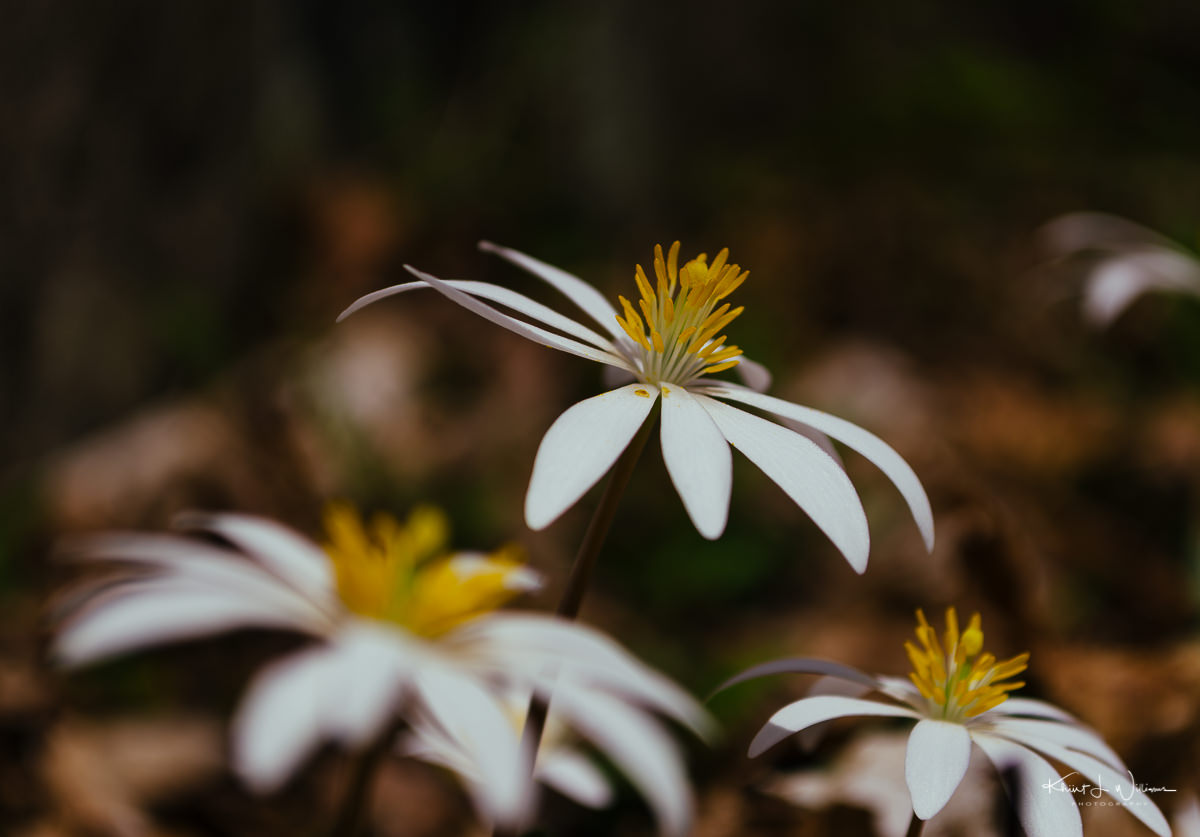flower, sourland mountain, Bloodroot (Sanguinaria canadensis)