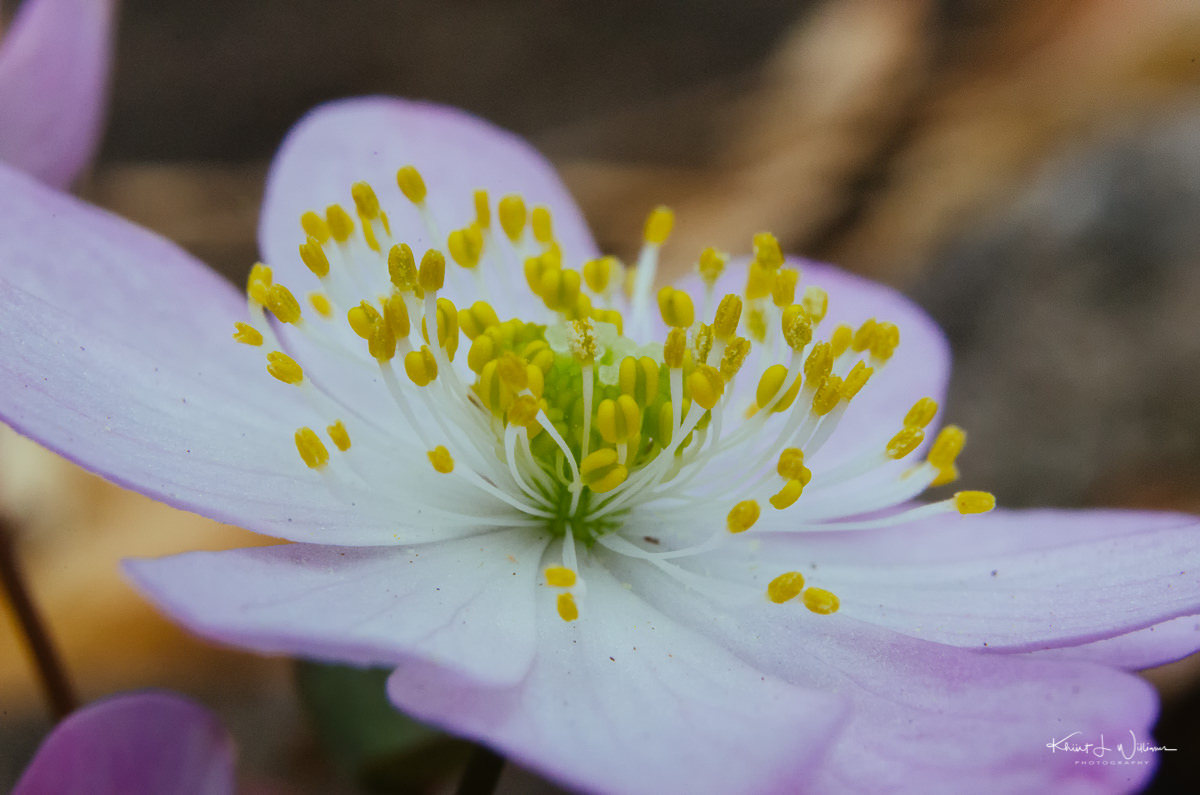 flower, sourland mountain, rue anemone (thalictrum thalictroides)