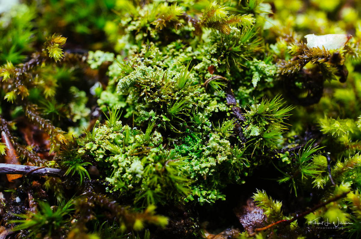 lichen, moss, textures