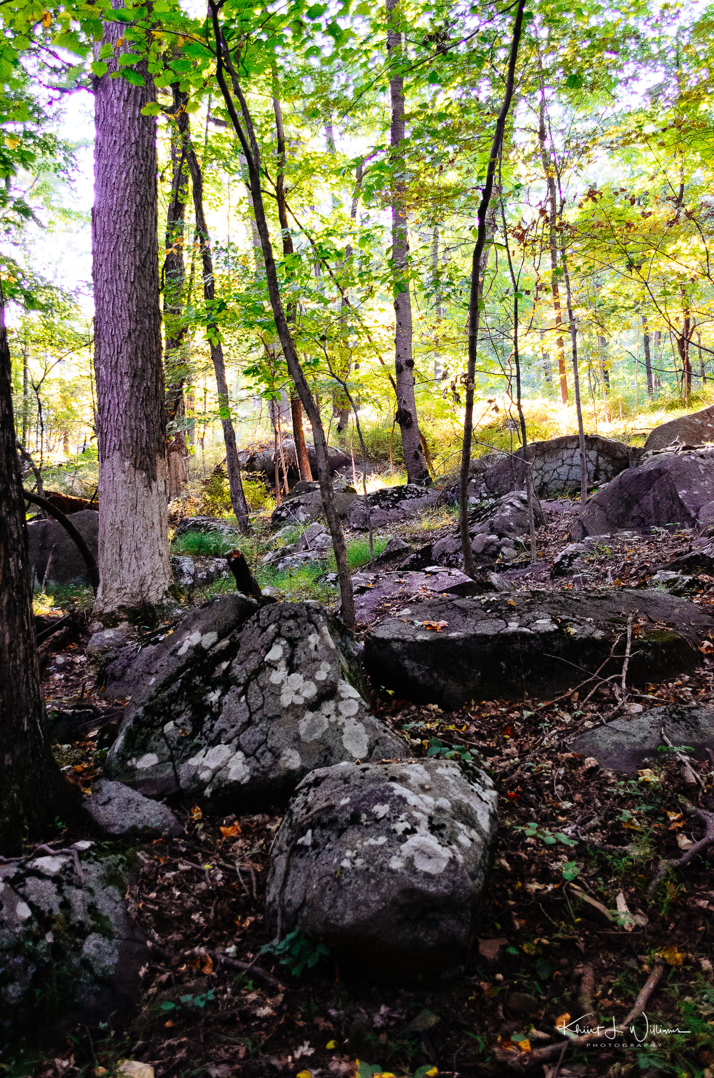 Stones, Sourland Mountain Preserve