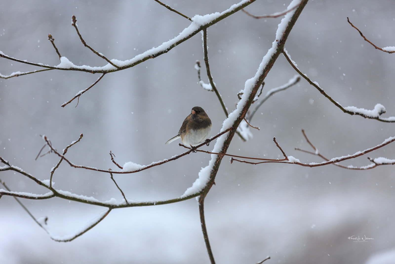 Bird, Snow, Winter, Branch, Tree