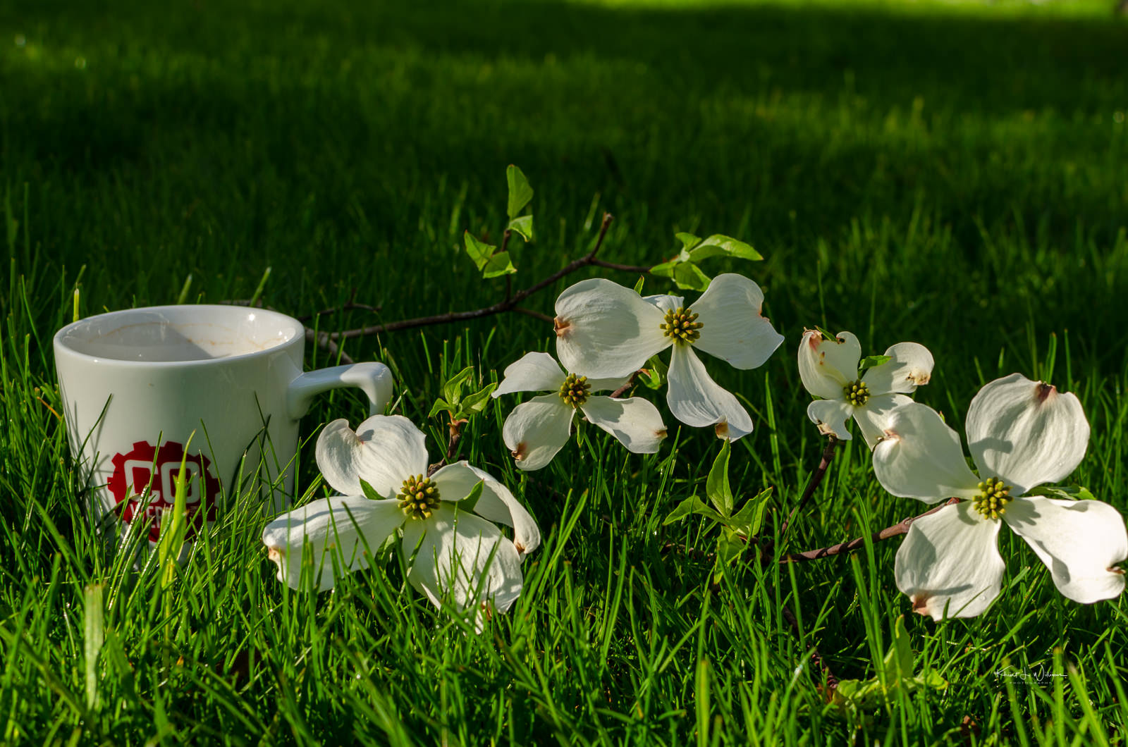 Coffee, Grass, Flowers