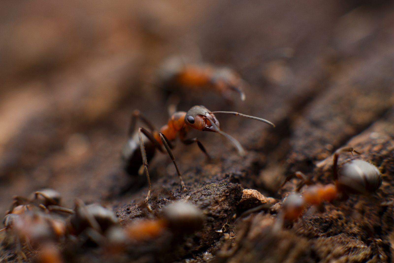 Ants and the Superintelligence
