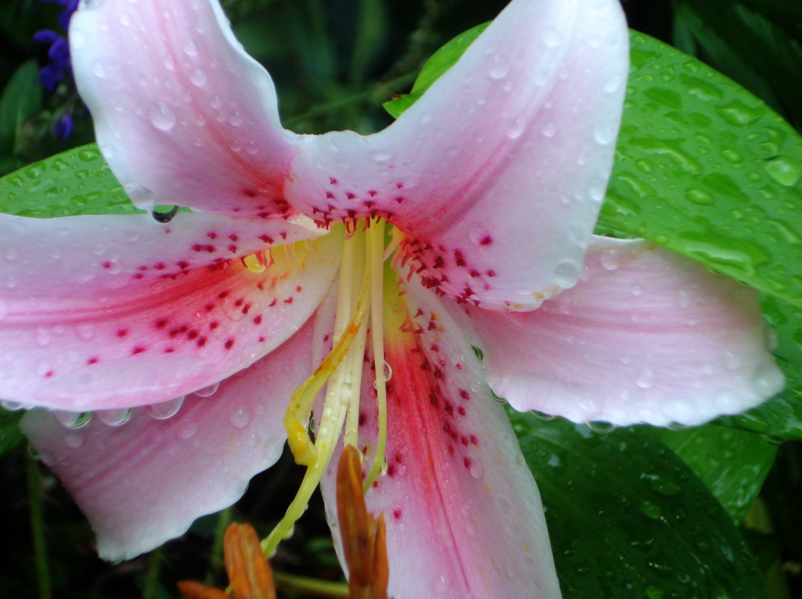 Asian Lilly, Flower, Pink