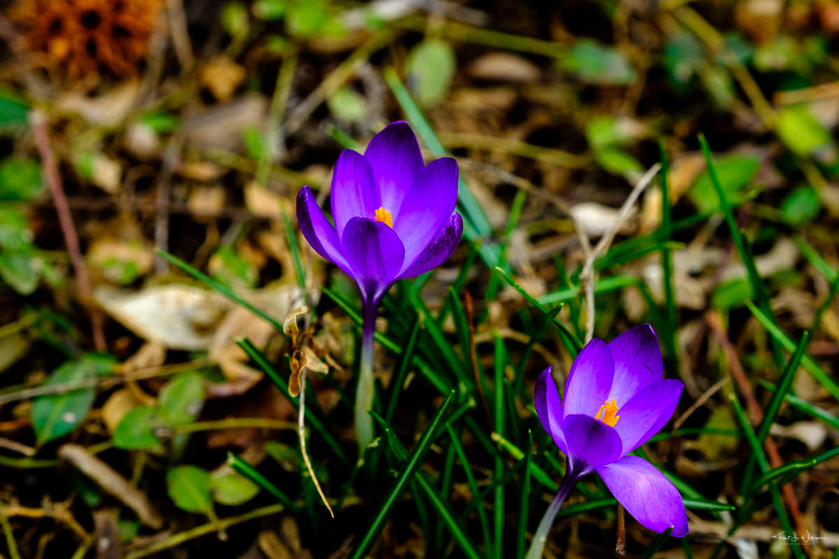 Crocus, Spring, Flowerd, Purple