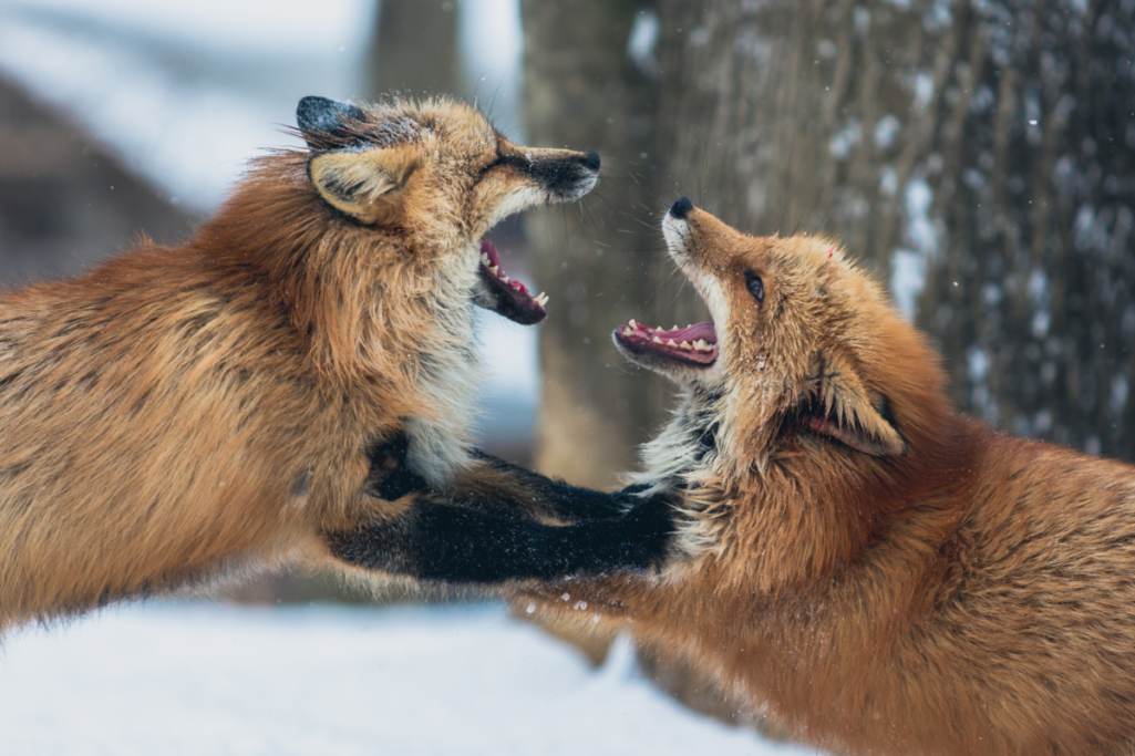 Foxes, Fighting, Animals
