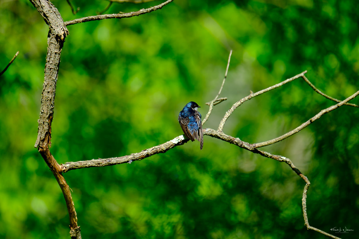 Tree Swallow, Bird , Blue, Branch