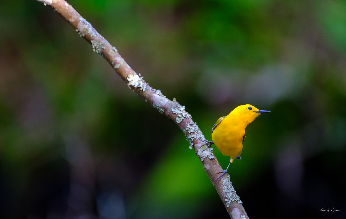 Prothonatary Warbler, Warbler, Bird, Yellow