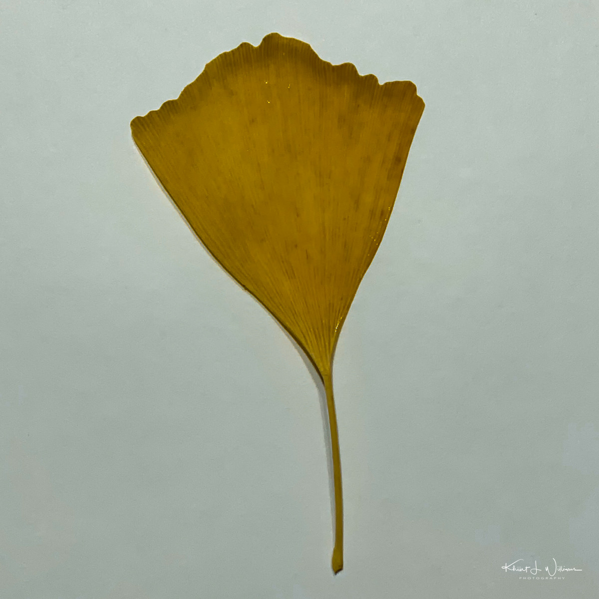 Leaf on paper