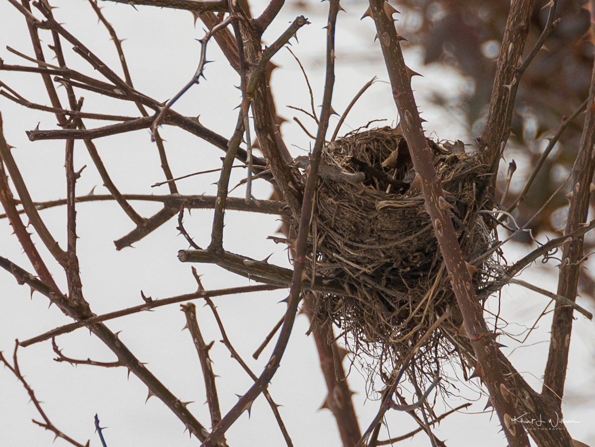 February 12, 2011 - Empty Nest