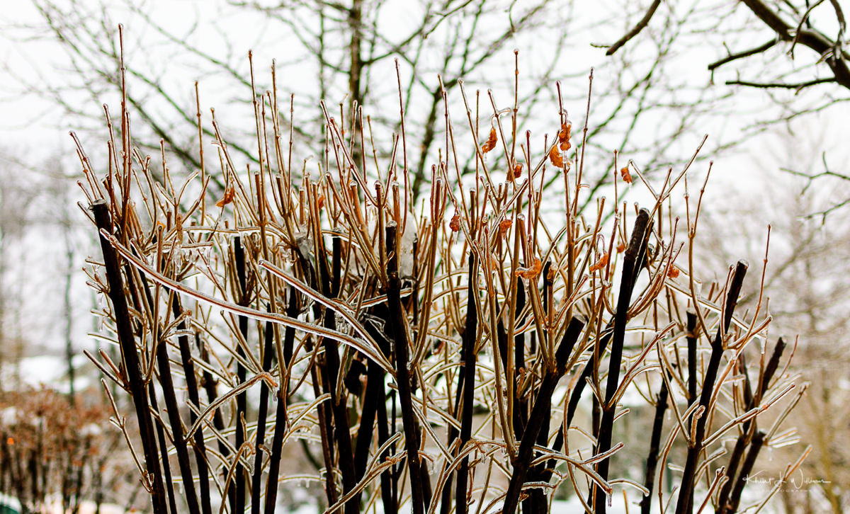 February 2, 2011 - Treecicles and shrubcicles