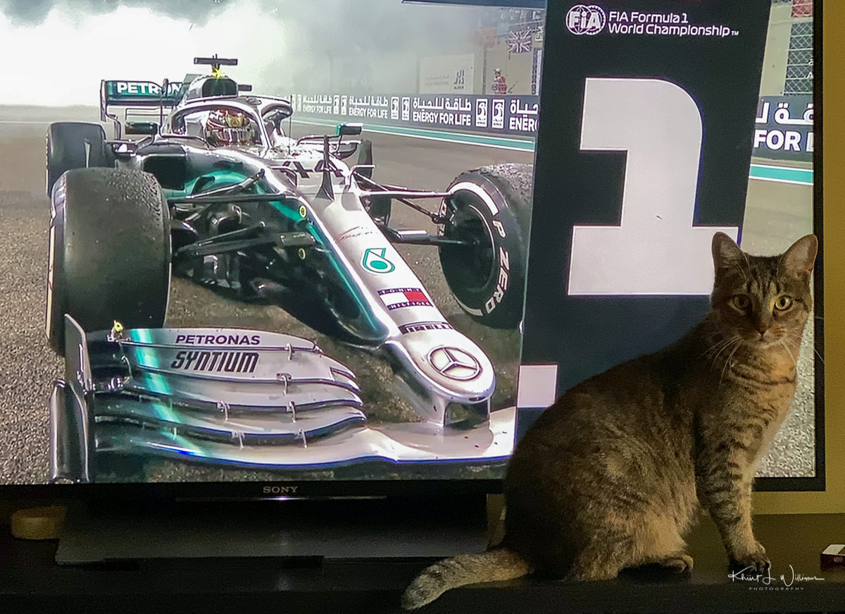 Cat, Television