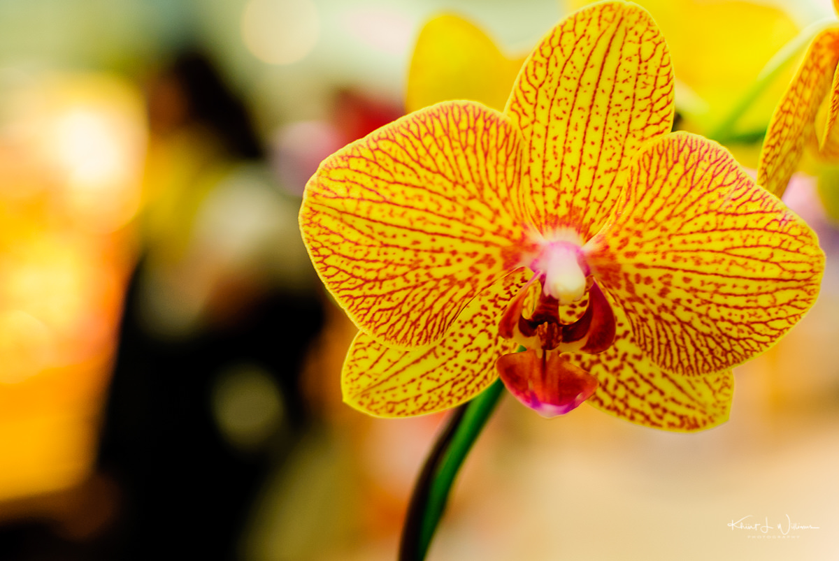 January 9th, 2011 - Orchid