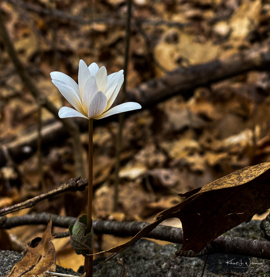 iPhone 11 Pro 365: Day 180: Bloodroot (Sanguinaria canadensis)