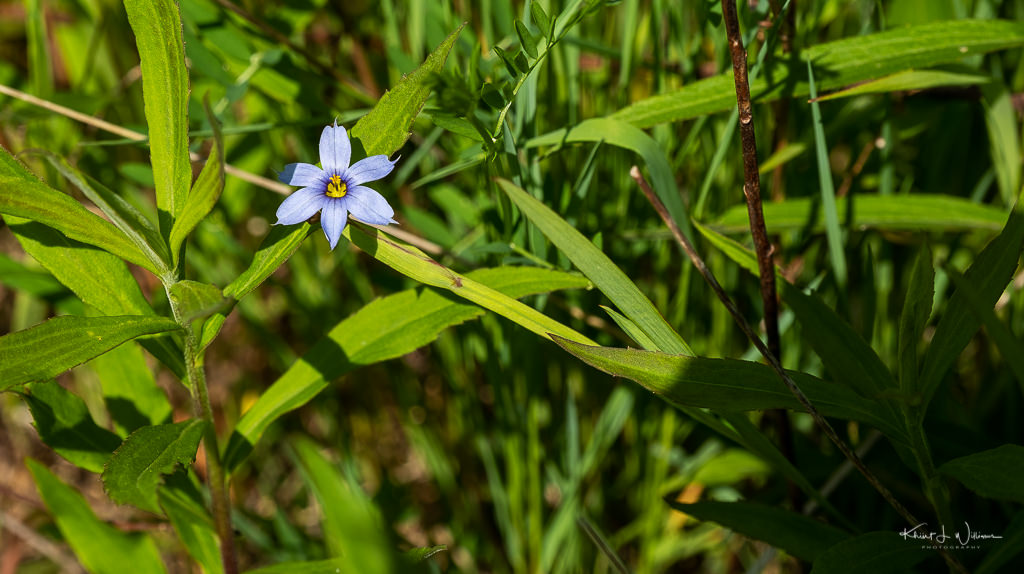 Sisyrinchium (blue-eyed grass)