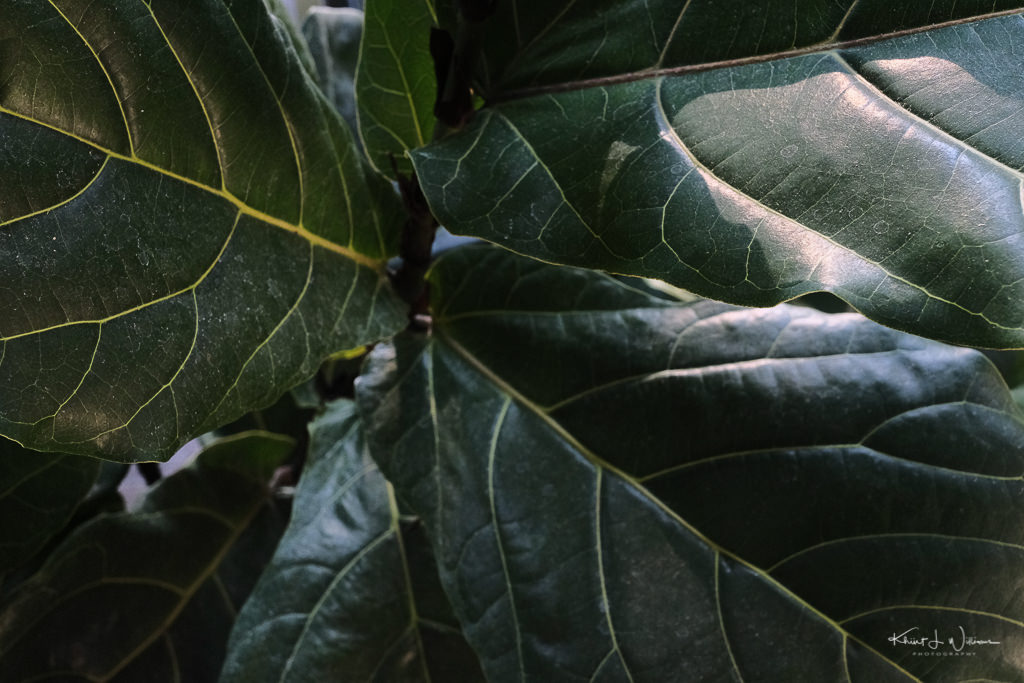 Isolation Photo Project, Day 92: fiddle-leaf fig