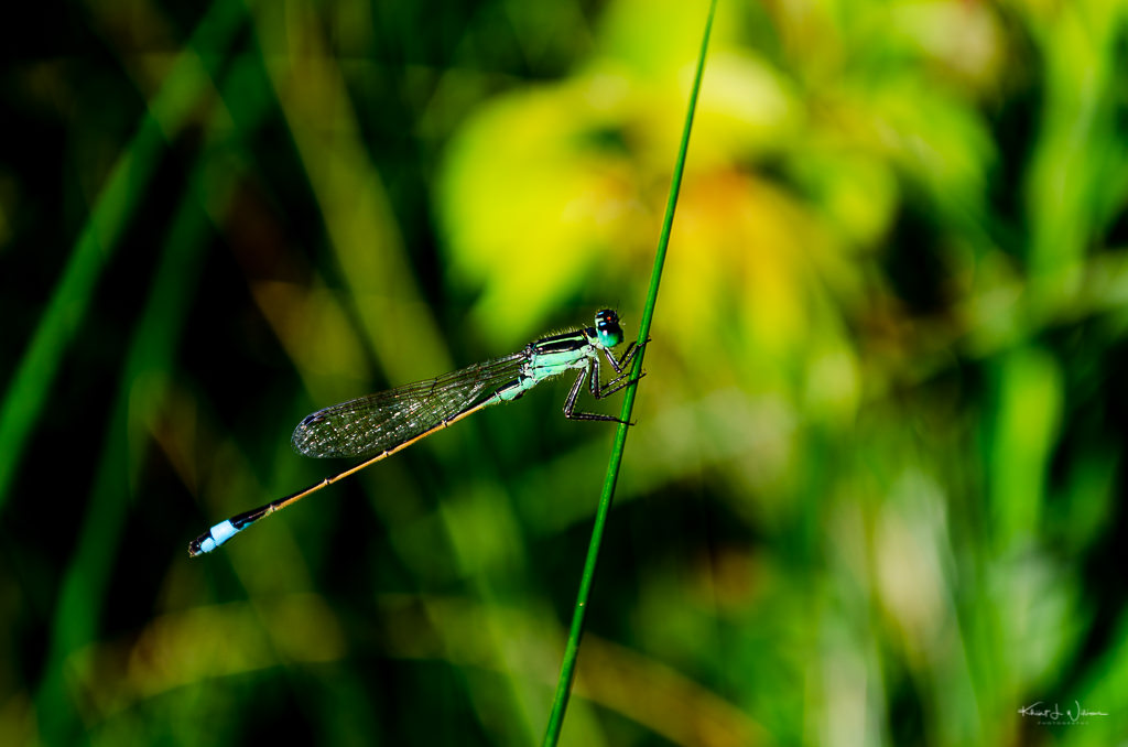 One Word Photo Challenge: Dragonfly