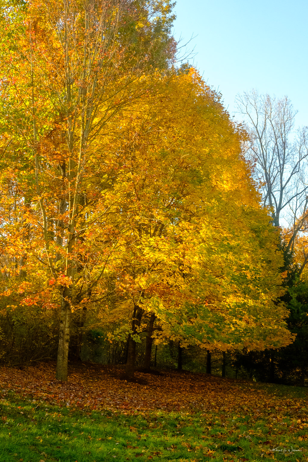 Tree in fall splendour