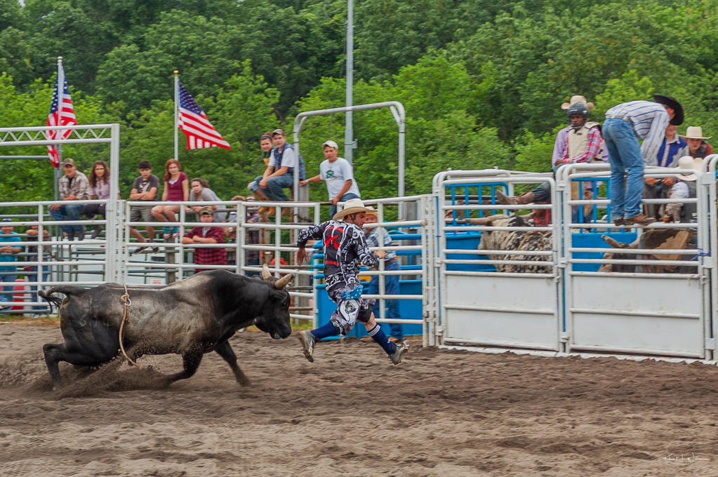 bull chasing man at rodeo