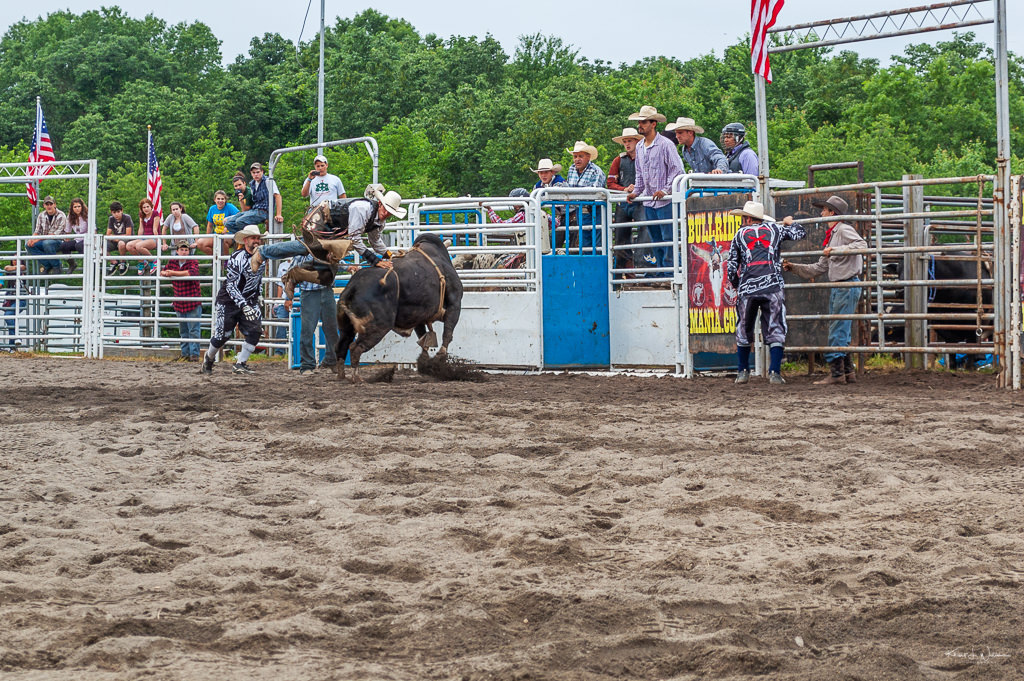 cowboy wrestling bull at rodeo