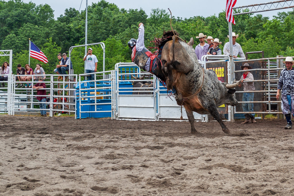 cowboy being tossed by bull at rodeo