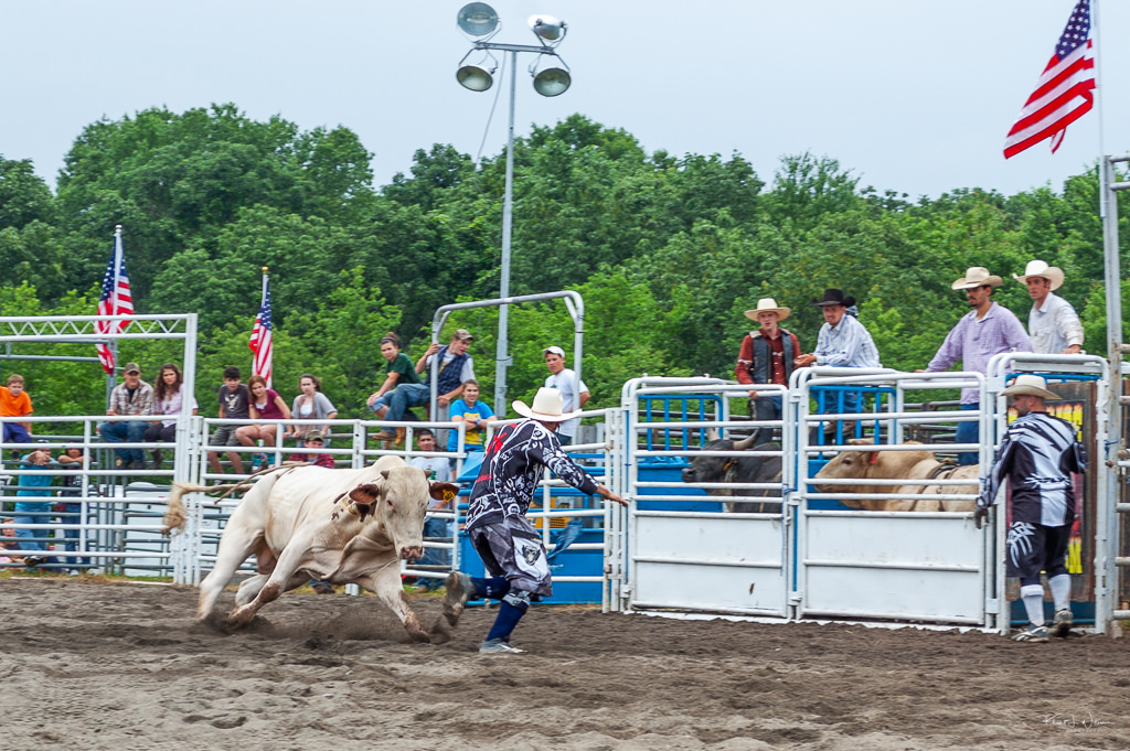 bull chasing man at rodeo
