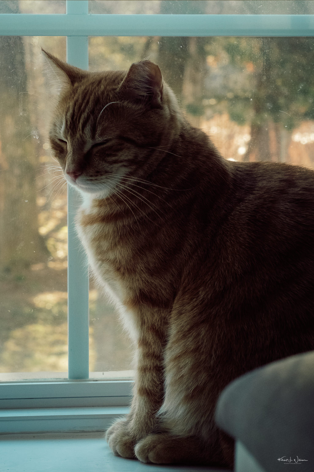 Alphie, Cat on windowsill