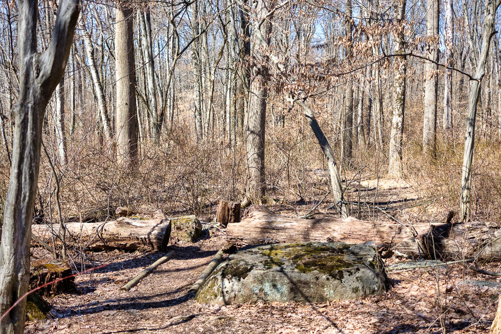 forest hiking trail with leafless trees