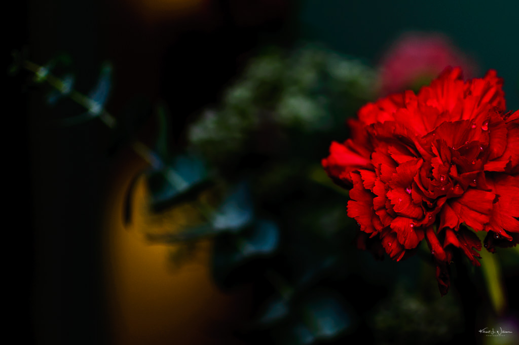 February 14, 2011 - Carnations last longer