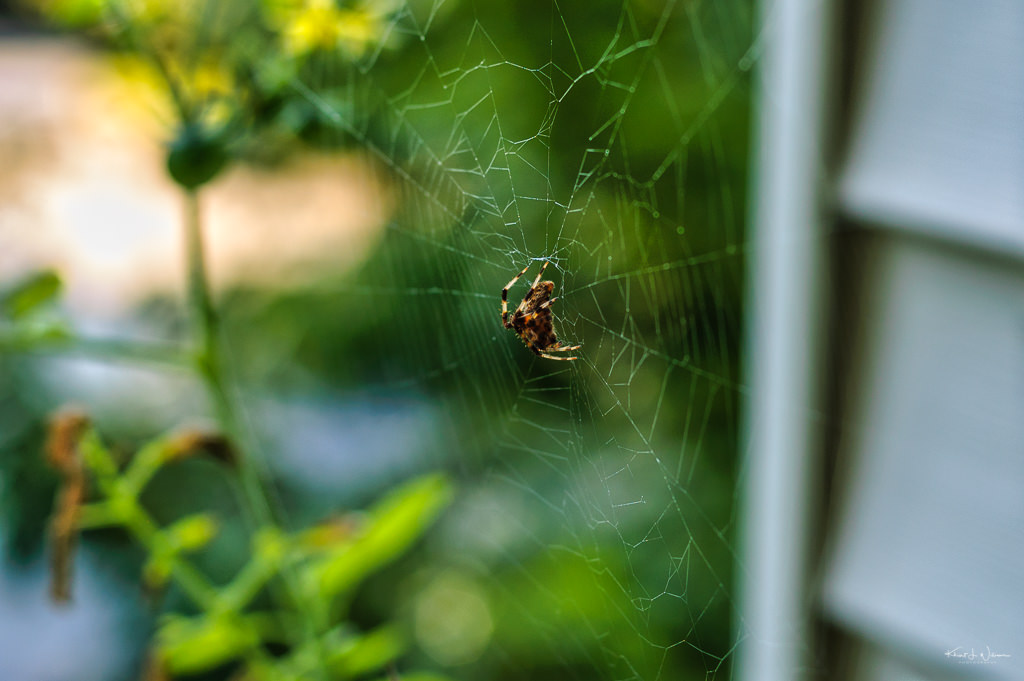 August 16th, 2011 - Spied her web