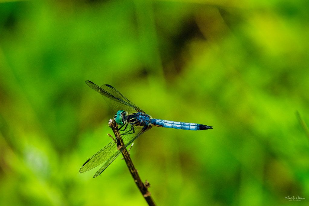 Dragonfly, Van Horne Park, Montgomery Township