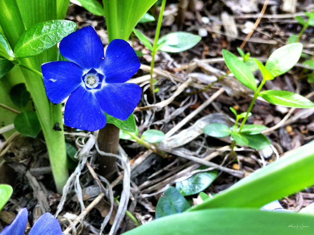 April 30, 2011 - Blue pinwheel