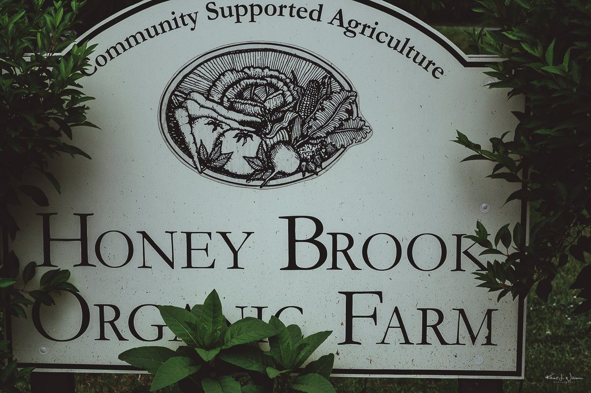 Strawberry picking at the Honey Brook Organic Farm