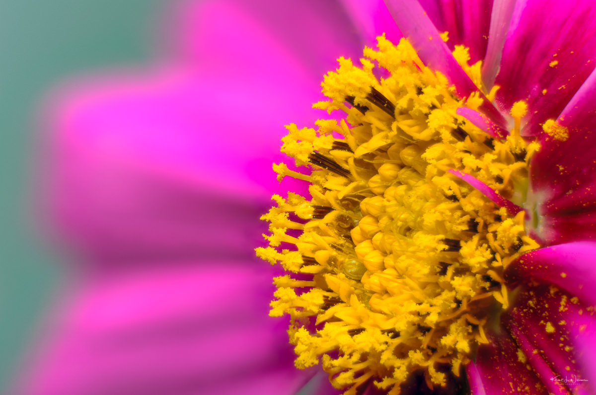 Learning How to Create a Macro Image with Focus Stacking