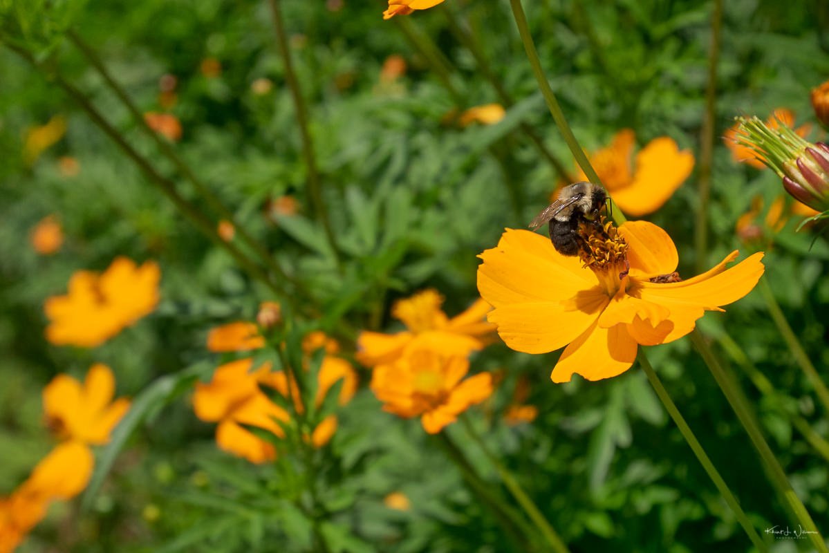 orange-yellow flowers with bee
