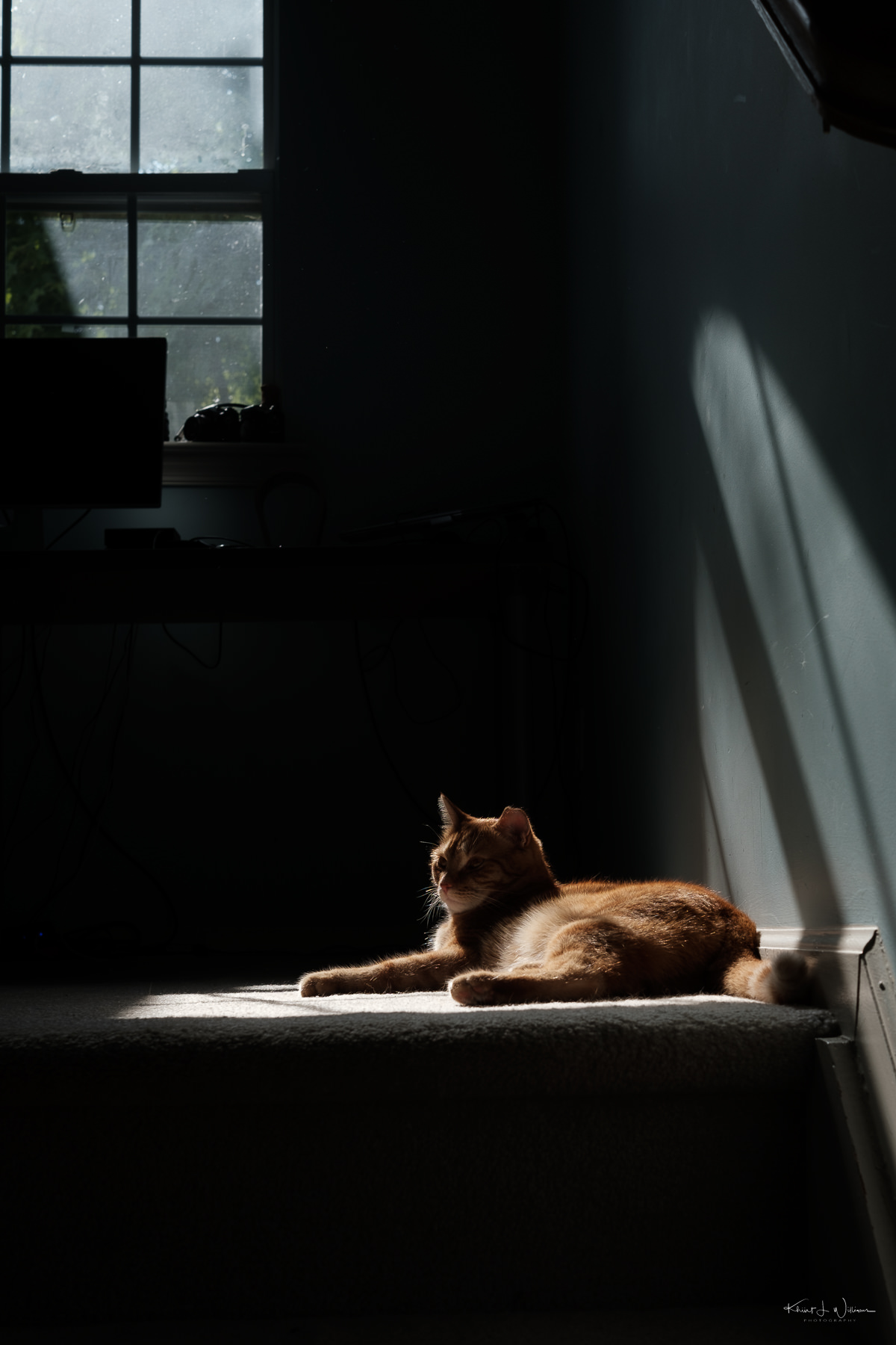 cat in shadow