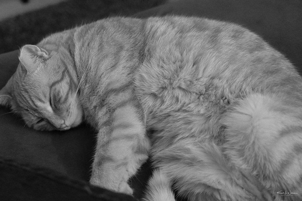 Alphonso Mango, Cat, Sleeping
