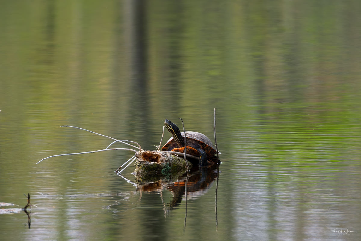 painted turtle (Chrysemys picta)